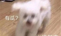 吃瓜娱乐圈聊天记录截图,揭秘明星私下真实互动！